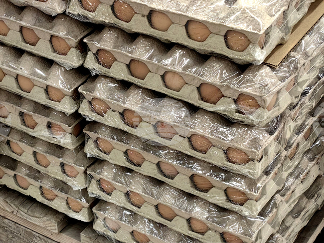 Food Safety Agency Intervenes after International Investigation Reveals Shocking Conditions in Egg Farm