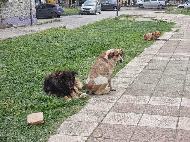 Около 250 кучета се отглеждат в приюта в Сандански, който е единствен в Благоевградска област
