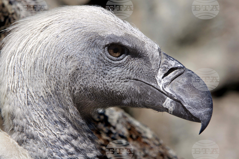 Africa Value of Vultures