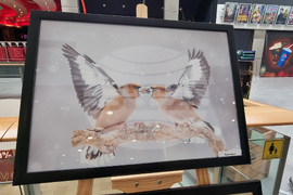 Стара Загора - „Тракия - дивата природа в кадър” - фотоизложба