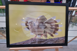 Стара Загора - „Тракия - дивата природа в кадър” - фотоизложба