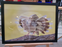 Стара Загора - „Тракия - дивата природа в кадър” - фотоизложба