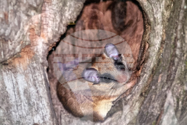 Стара Загора - „Тракия - дивата природа в кадър” - фотоизложба