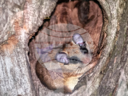 Стара Загора - „Тракия - дивата природа в кадър” - фотоизложба