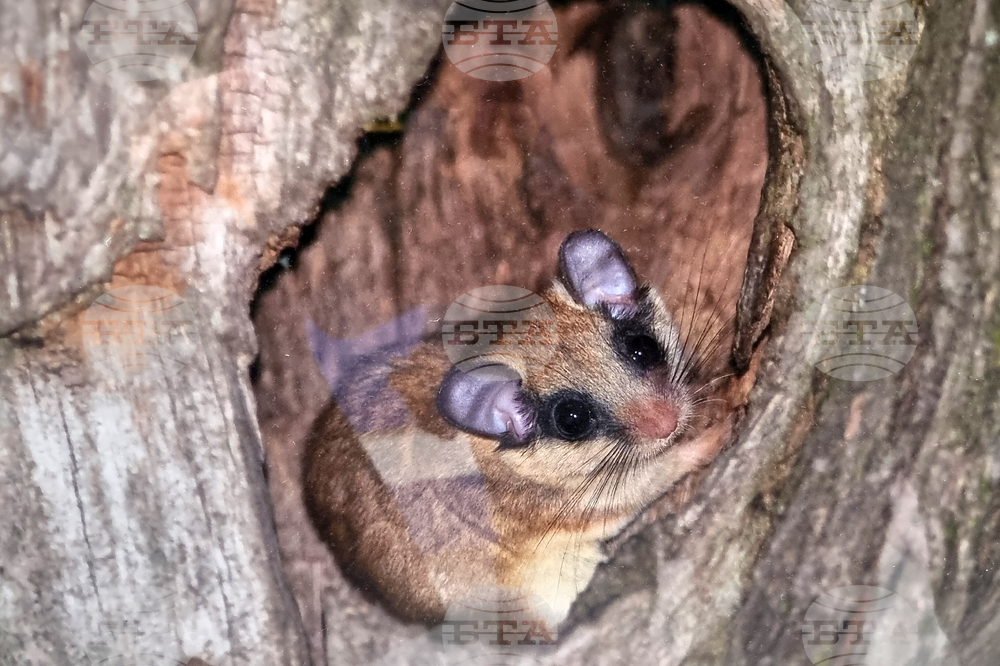 Стара Загора - „Тракия - дивата природа в кадър” - фотоизложба