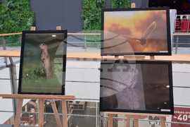 Стара Загора - „Тракия - дивата природа в кадър” - фотоизложба