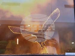 Стара Загора - „Тракия - дивата природа в кадър” - фотоизложба