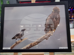 Стара Загора - „Тракия - дивата природа в кадър” - фотоизложба