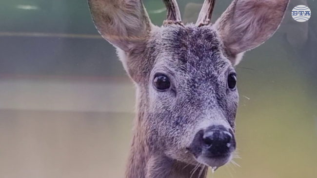 Фотоизложбата "Тракия – дивата природа в кадър", представяща птици и бозайници, беше открита в Стара Загора