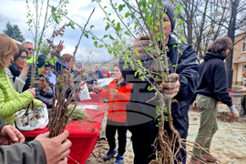 Самоков - Гората.бг - фиданки