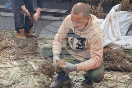 Самоков - Гората.бг - фиданки