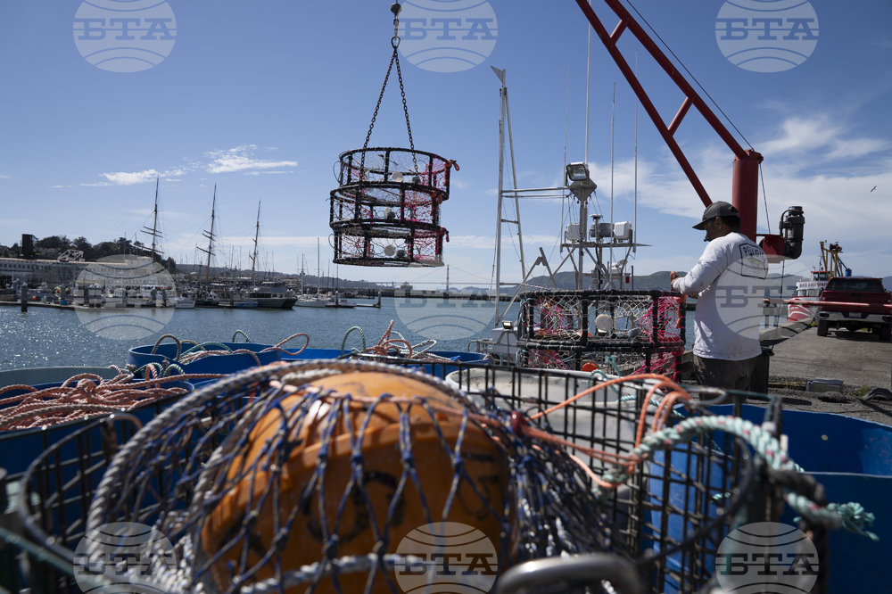 Whales Crab Nets