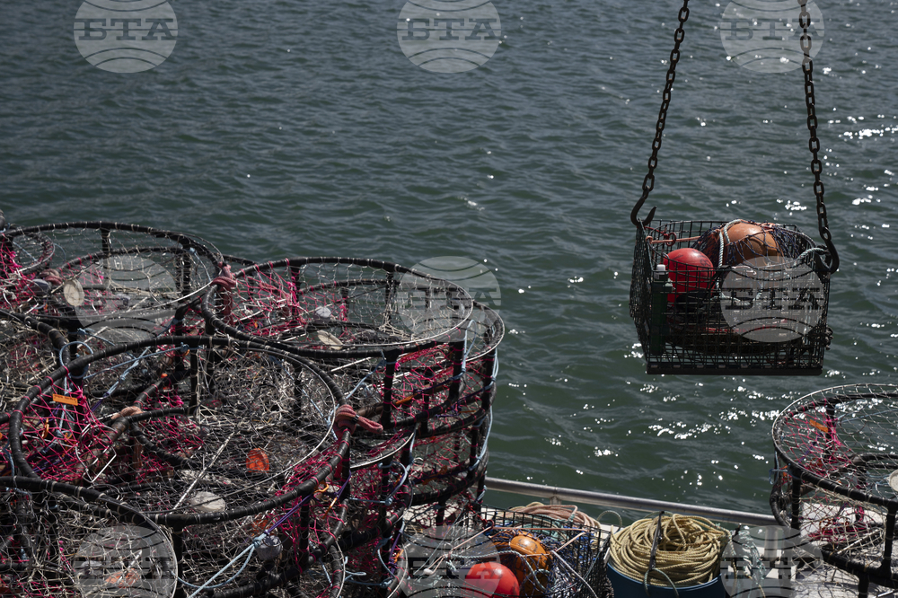 Whales Crab Nets
