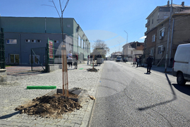 Петрич - инициатива - засадени 100 дръвчета