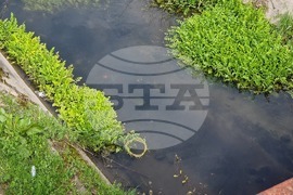 Разград - Цветница - празник