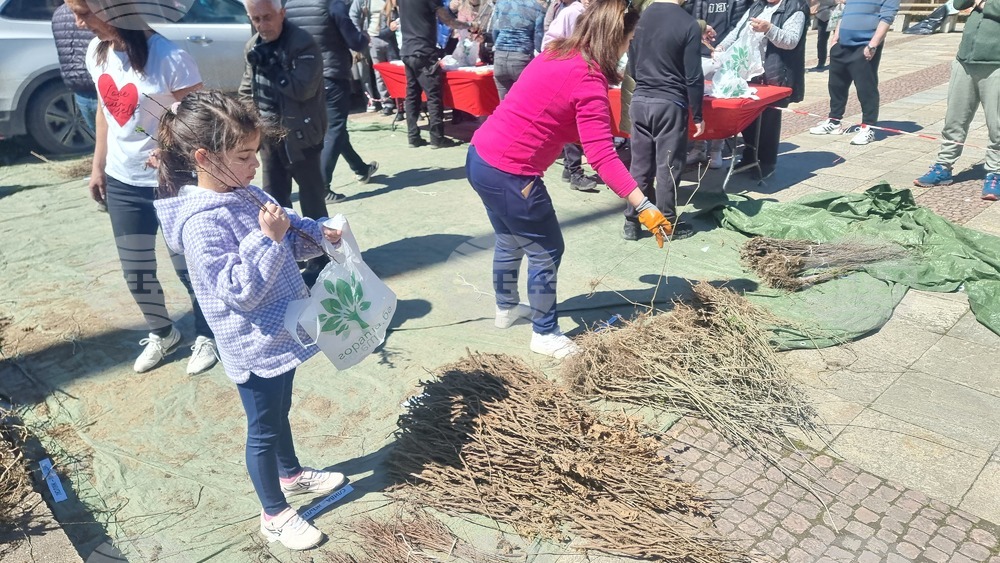 Над 16 000 фиданки раздадоха от инициативата „Гората.бг“ в Смолян на Цветница