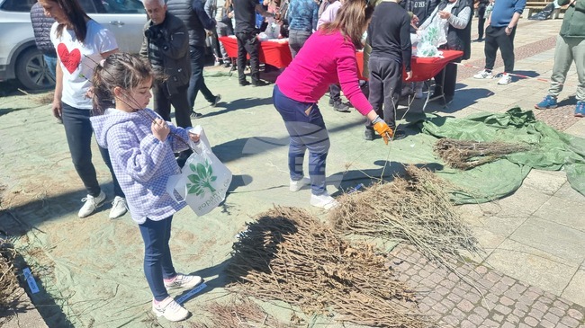 Над 16 000 фиданки раздадоха от инициативата „Гората.бг“ в Смолян на Цветница