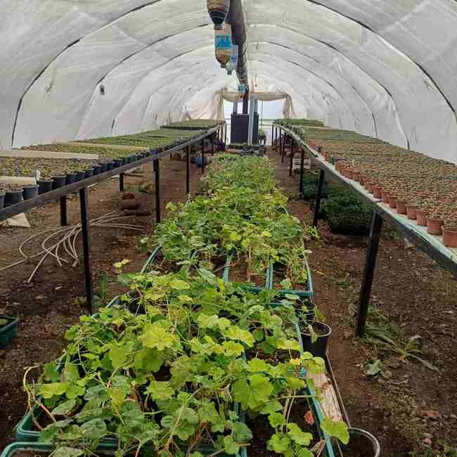 Почти 29 хиляди стръка цветя ще се ползват за зацветяването на Шумен, което започва след празниците