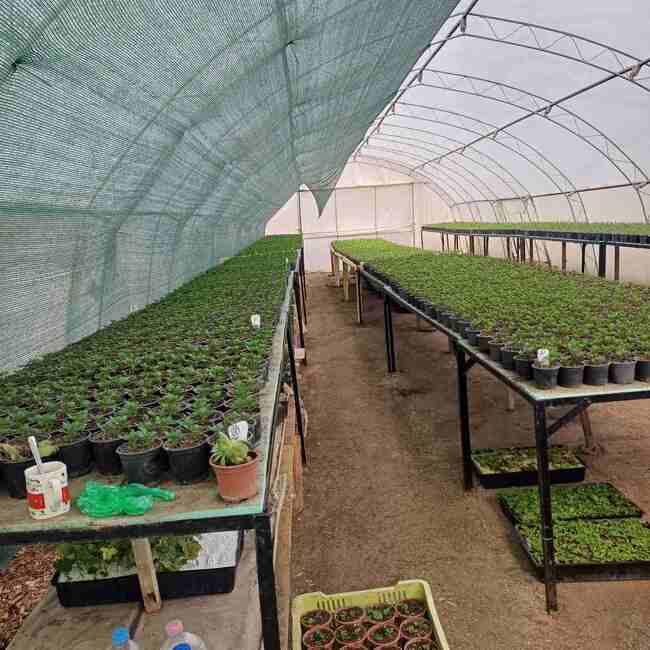 Почти 29 000 стръка цветя ще бъдат засадени в Шумен след празниците