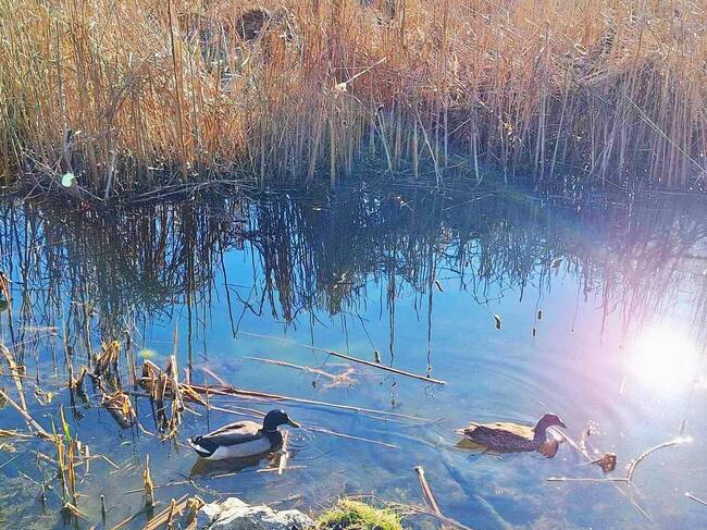 Столична община започва възстановяване на езерата в Южния парк, съобщи кметът Васил Терзиев 