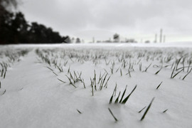 Исперих - работа на полето - подхранване