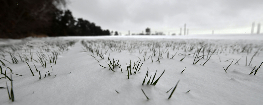 Исперих - работа на полето - подхранване