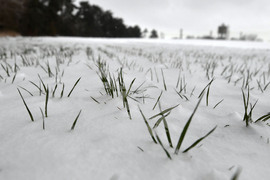 Исперих - работа на полето - подхранване