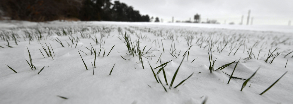 Исперих - работа на полето - подхранване