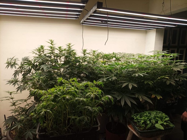 Над три килограма марихуана са иззети от домашна оранжерия в Павликени, съобщиха от полицията във Велико Търново