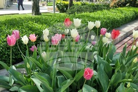 Ямбол - великденска украса