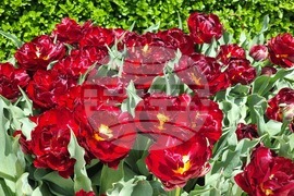 Ямбол - великденска украса