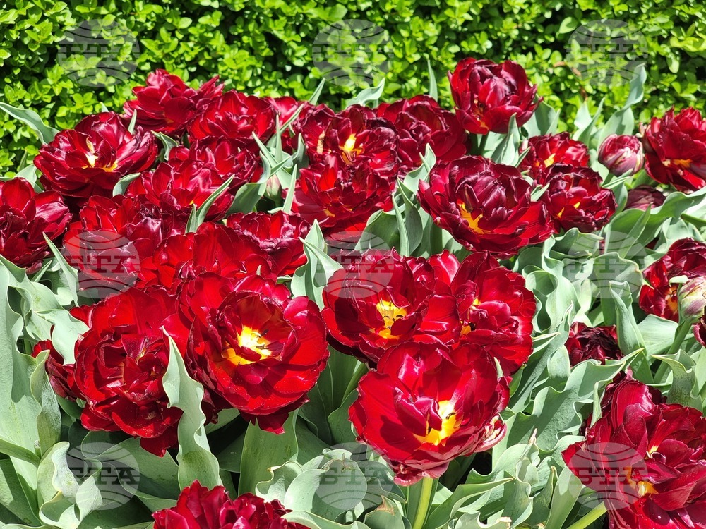 Ямбол - великденска украса