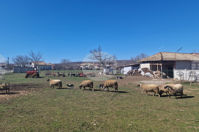 Българската агенция по безопасност на храните удължава мерките срещу шарка по овцете и козите в област Пловдив