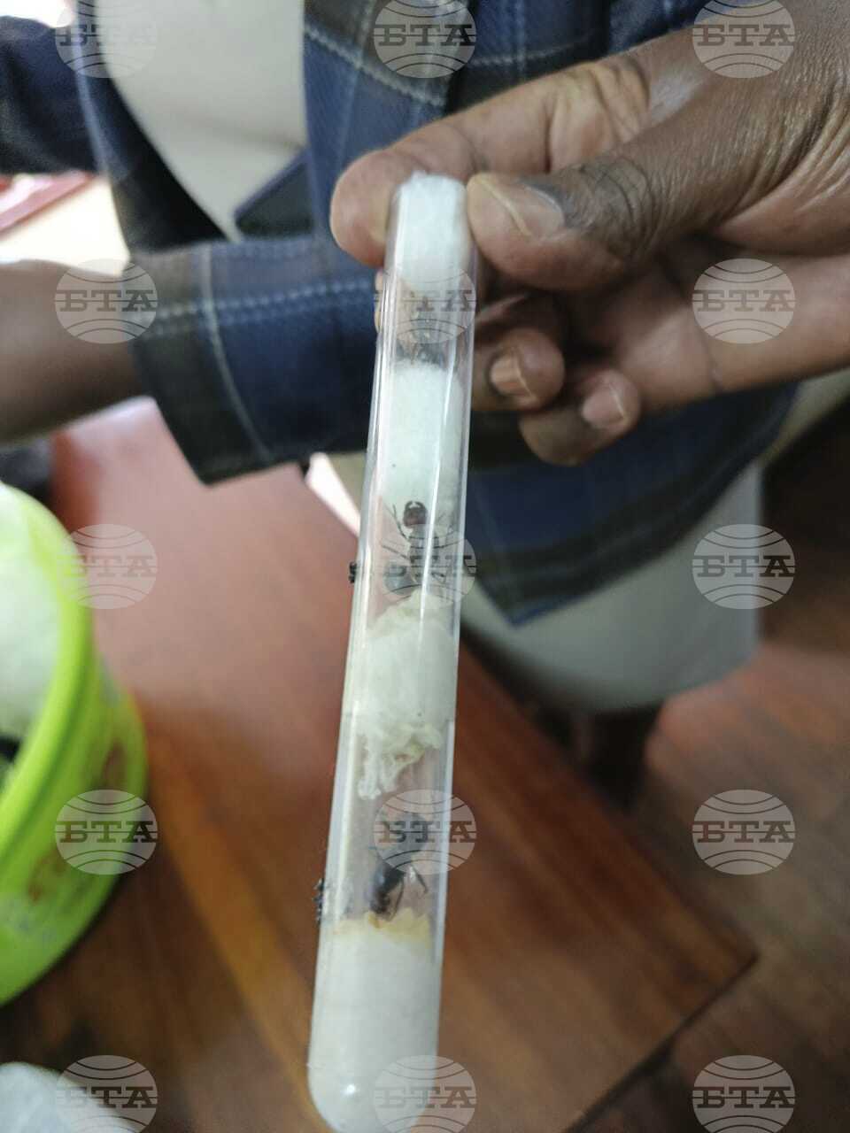 Kenya Ants Trafficker