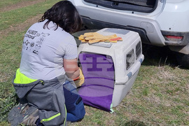 Сливен - Царски орел - освобождаване