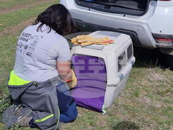 Сливен - Царски орел - освобождаване