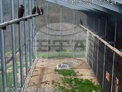 Снимка: Фондация „По-диви Родопи"