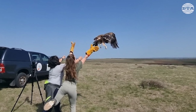 Царски орел бе освободен край сливенското село Камен