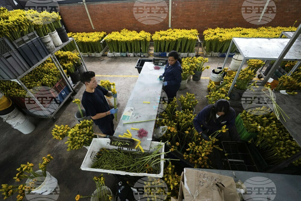 Colombia Flowers