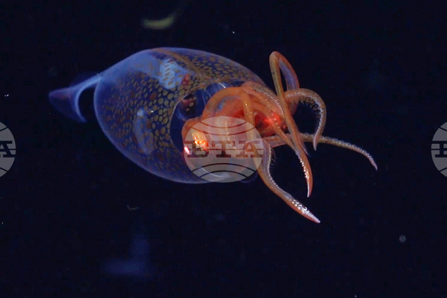 Учени разработват камуфлажен материал, вдъхновени от "невидимостта" на калмарите