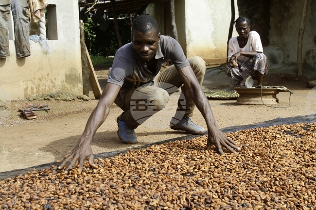 САЩ отменят митата от 15 на сто за селскостопанските продукти от Гана, включително какаото