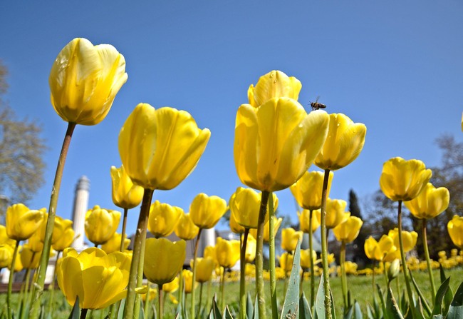 Община Варна: 47 000 лалета радват варненци в Морската градина 