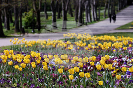 Варна - Морска градина - лалета
