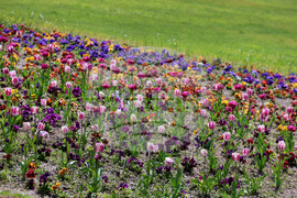 Варна - Морска градина - лалета