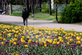 Варна - Морска градина - лалета