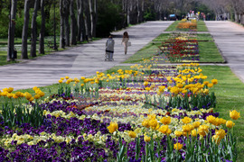 Варна - Морска градина - лалета