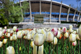 Варна - Морска градина - лалета