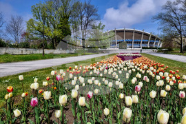 Варна - Морска градина - лалета