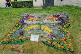 Враца - фестивал „Цветна пролет“