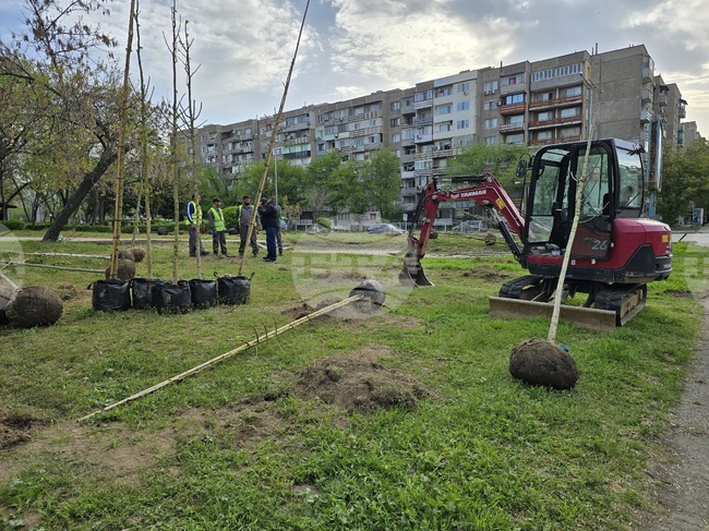 Видин - проект - дървета и храсти - засаждане